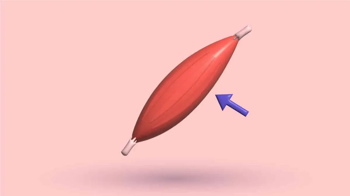 A 3D skeletal muscle with tendons at both ends, an arrow pointing to where it attaches