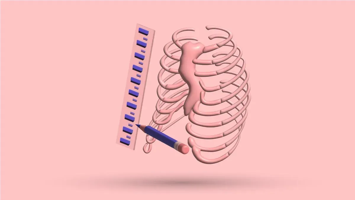 A 3D rib cage beside a ruler and a pencil